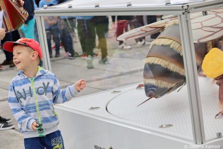 Čebela velikanka potuje po Kamniku (32)